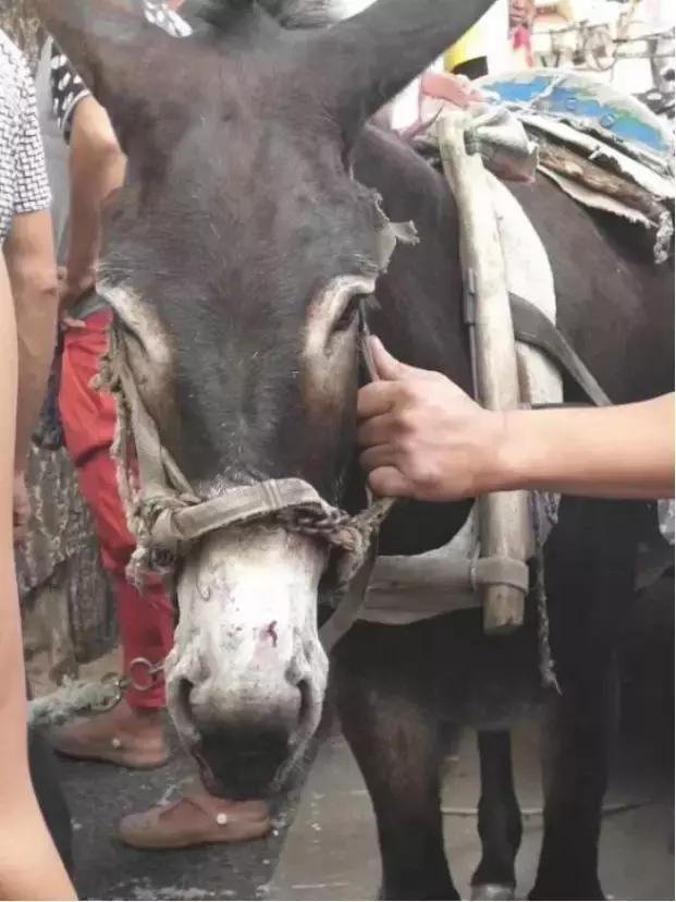 百萬奧迪竟被驢踢了史上最難定責的車禍